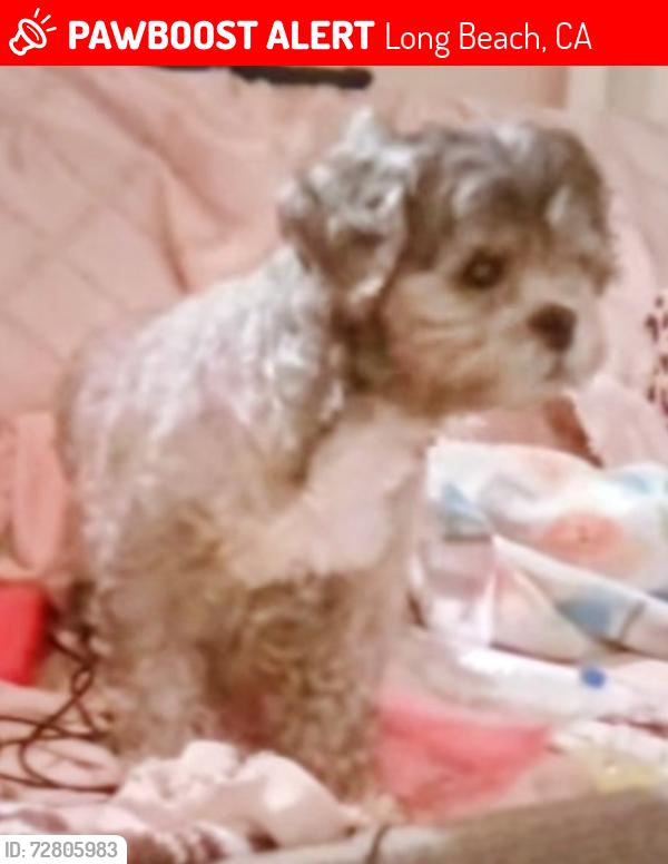 Lost Female Dog last seen Atlantic and Artesia by valero, Long Beach, CA 90805