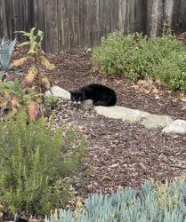Found/Stray Unknown Cat last seen Near Mann Middle School, San Diego, CA 92115