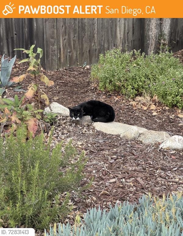 Found/Stray Unknown Cat last seen Near Mann Middle School, San Diego, CA 92115