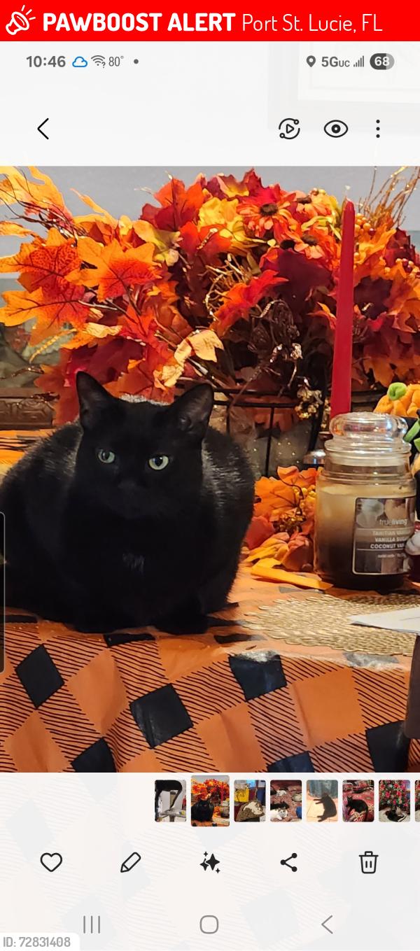 Lost Female Cat last seen SW MASSEY LANE & KIMBALL CIRCLE, Port St. Lucie, FL 34953