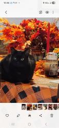 Lost Female Cat last seen SW MASSEY LANE & KIMBALL CIRCLE, Port St. Lucie, FL 34953