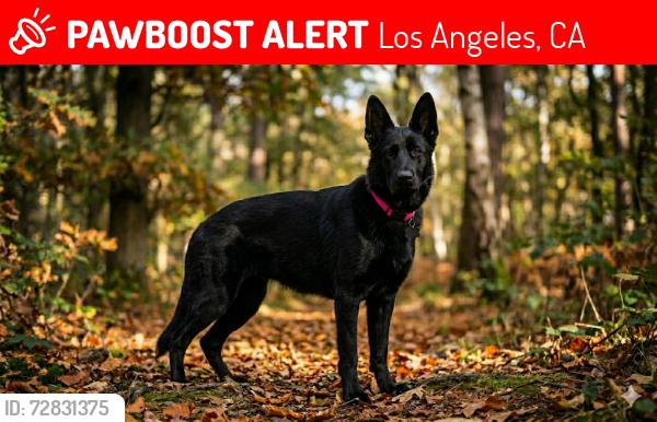 Lost Female Dog last seen Vermont and Exposition , Los Angeles, CA 90007