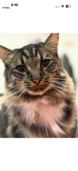 Lost Male Cat last seen Near corner to of sturdee parade and pacific parade roundabout, Dee Why, NSW 2099