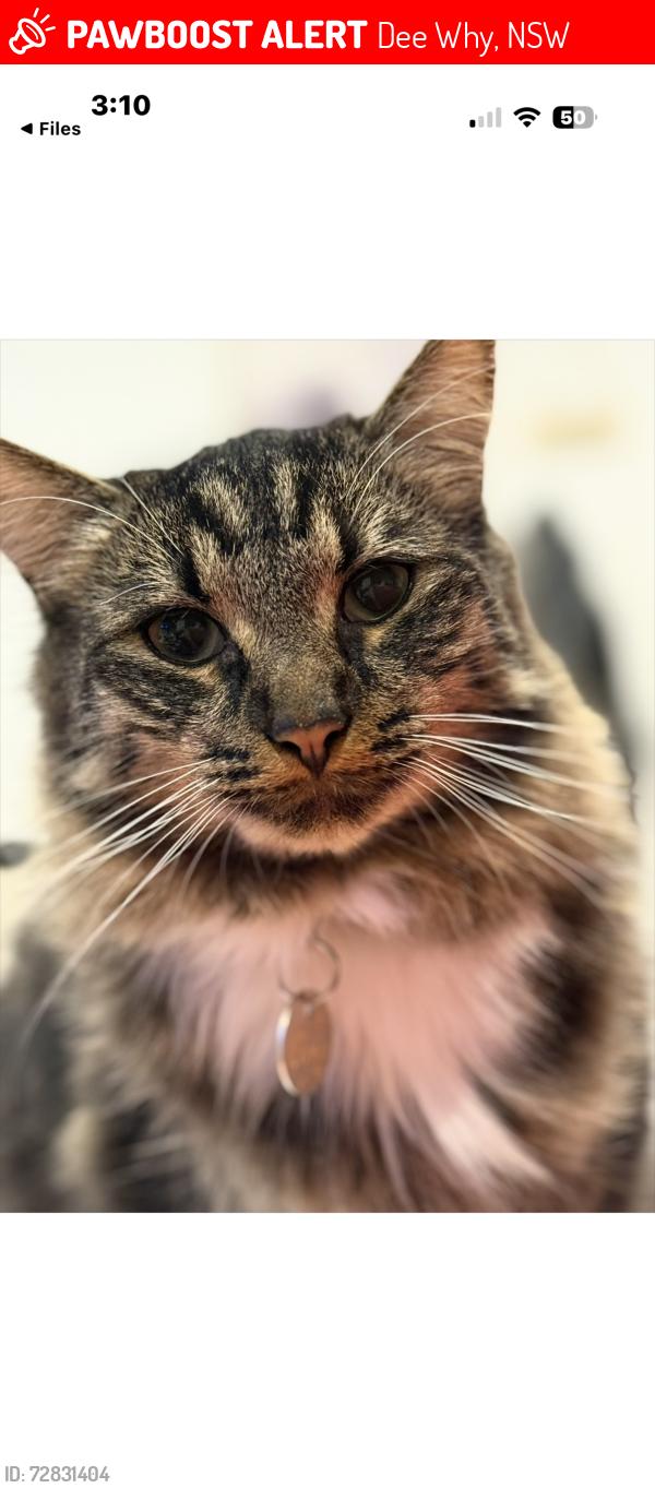 Lost Male Cat last seen Near corner to of sturdee parade and pacific parade roundabout, Dee Why, NSW 2099