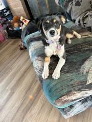 Lost Female Dog last seen Near Hydra and Mira by Wal-Mart off Southern/Unser, Rio Rancho, NM 87124
