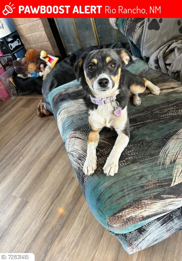 Lost Female Dog last seen Near Hydra and Mira by Wal-Mart off Southern/Unser, Rio Rancho, NM 87124