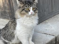 Lost Female Cat last seen Monte Verde and via Norte, Temecula, CA 92591