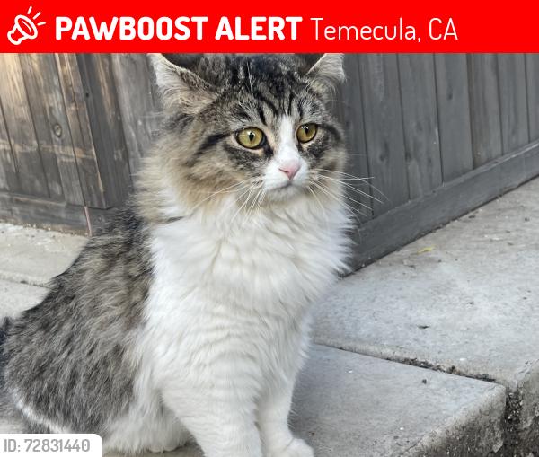 Lost Female Cat last seen Monte Verde and via Norte, Temecula, CA 92591