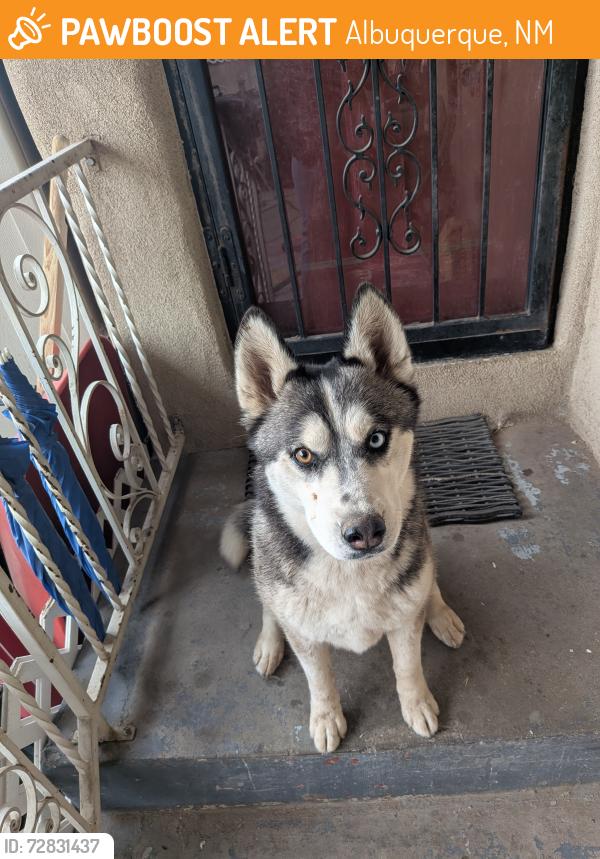 Found/Stray Female Dog last seen Copper and Cardenas, Albuquerque, NM 87108