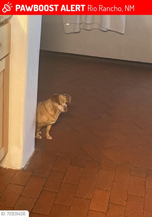 Lost Female Dog last seen 528, Honduras, Riverside, Rio Rancho, NM 87144