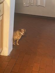 Lost Female Dog last seen 528, Honduras, Riverside, Rio Rancho, NM 87144