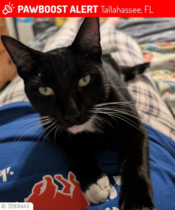 Lost Male Cat last seen Parklawn and blountstown st, Tallahassee, FL 32304