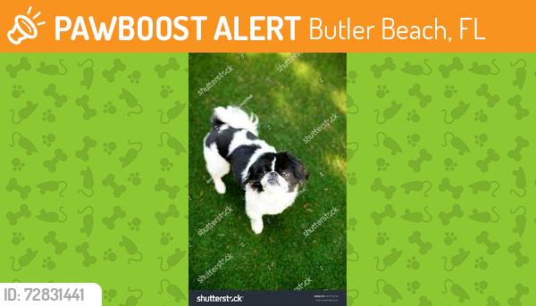 Found/Stray Unknown Dog last seen Near Webster elementary school, Butler Beach, FL 32080