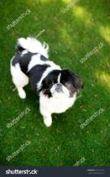 Found/Stray Unknown Dog last seen Near Webster elementary school, Butler Beach, FL 32080