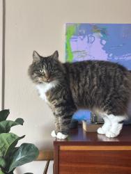 Lost Female Cat last seen Westwood Road, Glasgow G43, Glasgow City, Scotland G43