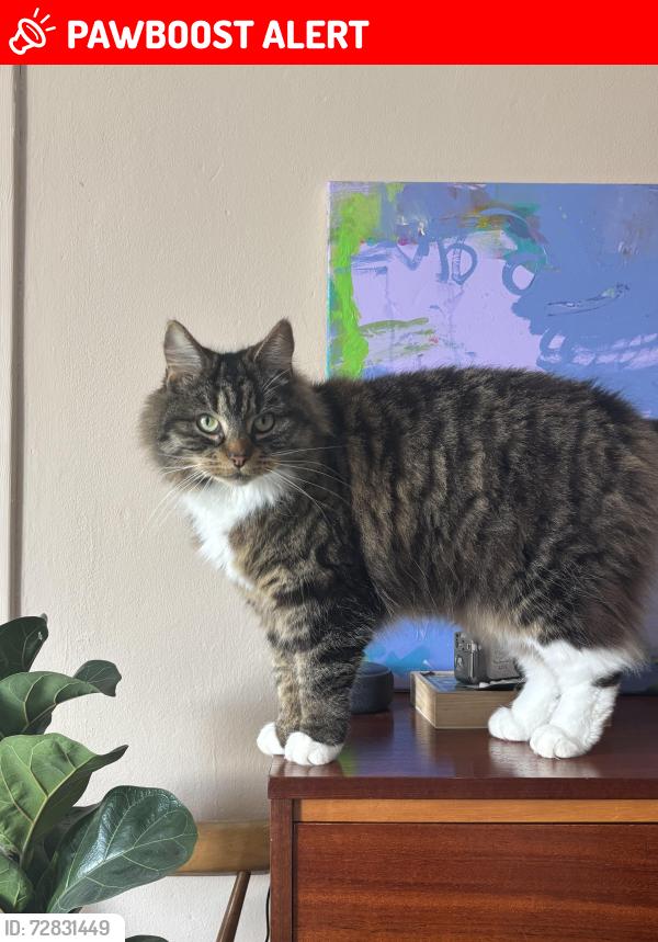 Lost Female Cat last seen Westwood Road, Glasgow G43, Glasgow City, Scotland G43