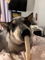 Found/Stray Male Dog last seen Klein rd, New Braunfels, TX 78130