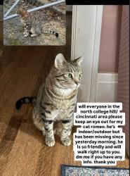 Lost Male Cat last seen Peaslee and Cary , Cincinnati, OH 45224