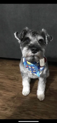 Lost Male Dog last seen Calumet rd , Milwaukee, WI 53223