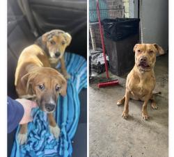 Found/Stray Unknown Dog last seen Gary Animal Control, Gary, IN 46402