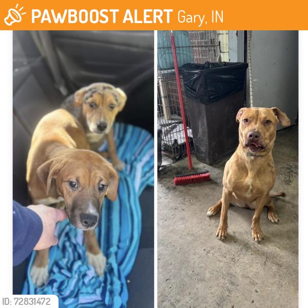 Found/Stray Unknown Dog last seen Gary Animal Control, Gary, IN 46402