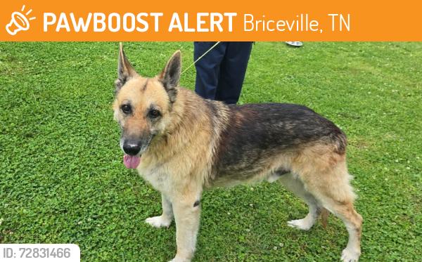 Found/Stray Male Dog last seen Near Briceville highway Briceville tennessee 37710, Briceville, TN 37710