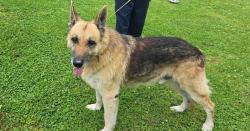 Found/Stray Male Dog last seen Near Briceville highway Briceville tennessee 37710, Briceville, TN 37710