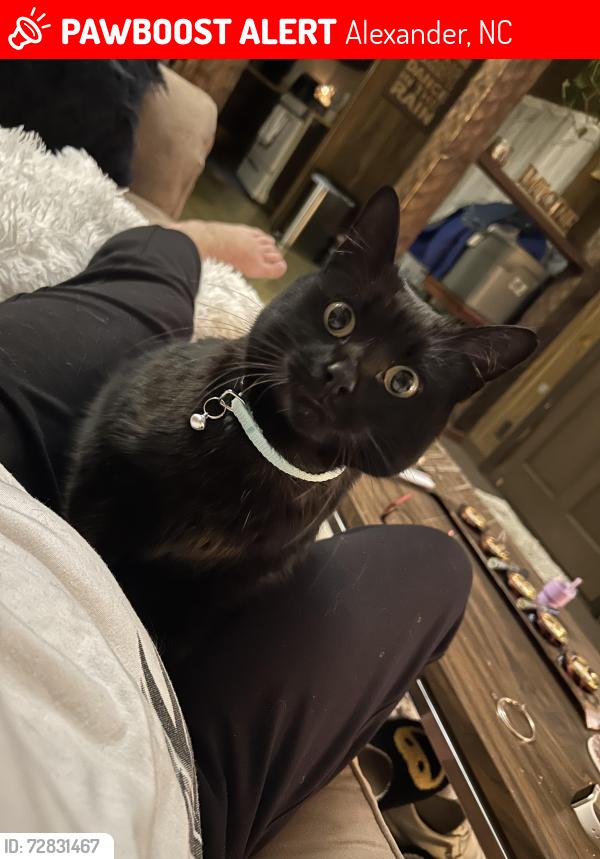 Lost Female Cat last seen Old hwy 20, Alexander, NC 28701