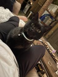 Lost Female Cat last seen Old hwy 20, Alexander, NC 28701