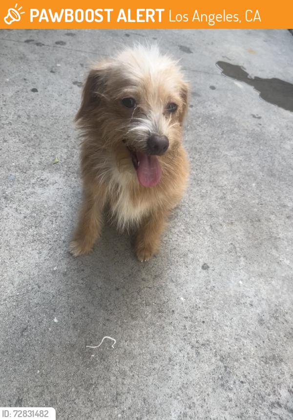 Found/Stray Female Dog last seen Starbucks, Los Angeles, CA 90019