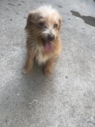 Found/Stray Female Dog last seen Starbucks, Los Angeles, CA 90019