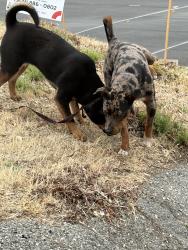 Found/Stray Male Dog last seen Foothill, San Bernardino, CA 92410