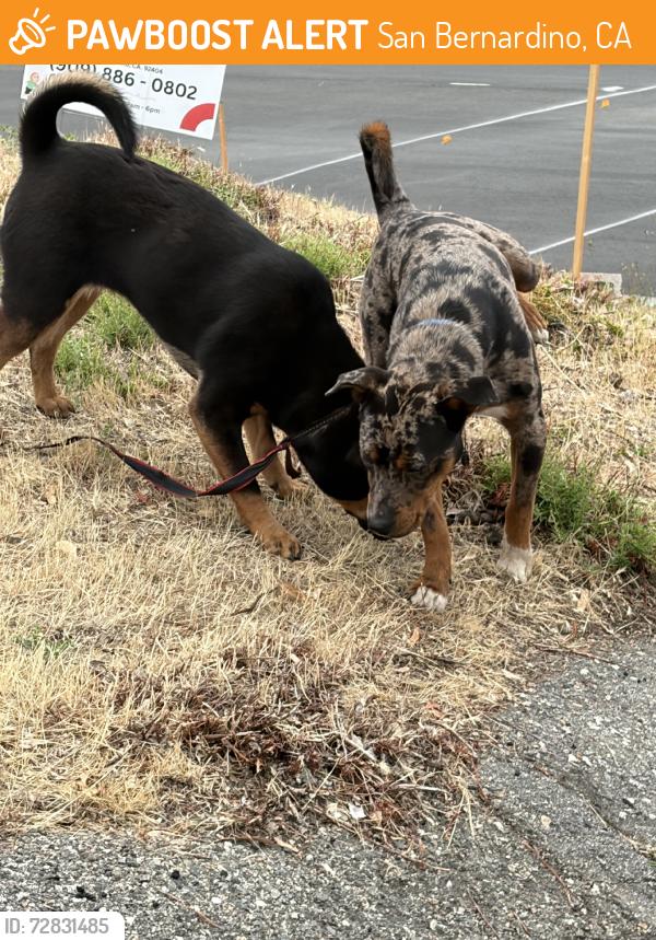 Found/Stray Male Dog last seen Foothill, San Bernardino, CA 92410