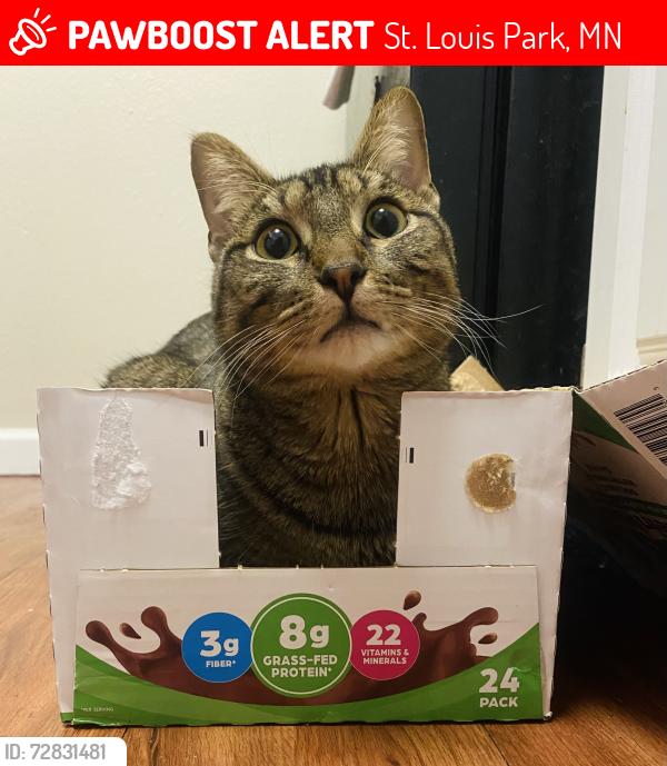 Lost Male Cat last seen Era on Excelsior , St. Louis Park, MN 55426