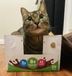 Lost Male Cat last seen Era on Excelsior , St. Louis Park, MN 55426