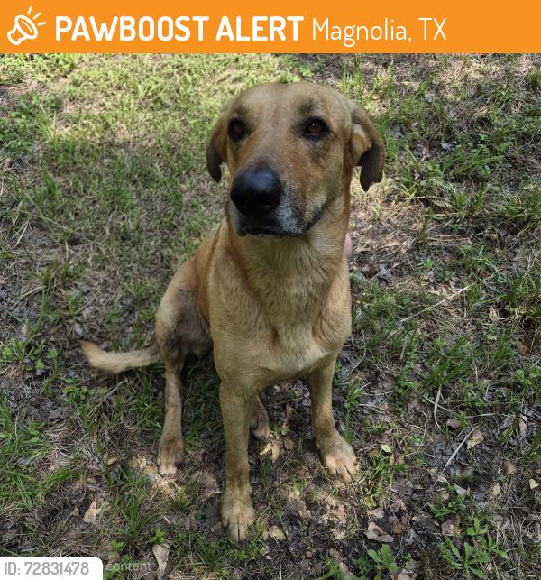 Found/Stray Male Dog last seen Standard Rd, Huffsmith Conroe Rd, 2978, Magnolia, TX 77354