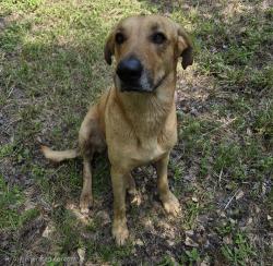 Found/Stray Male Dog last seen Standard Rd, Huffsmith Conroe Rd, 2978, Magnolia, TX 77354