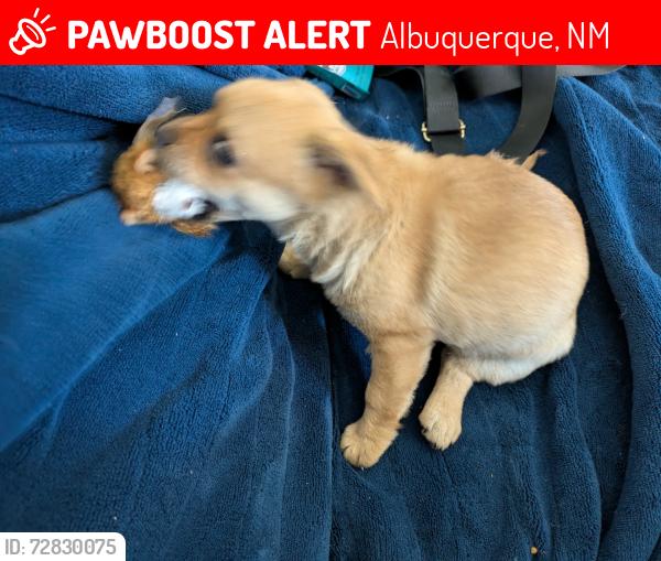 Lost Female Dog last seen Marquette and Texas, Albuquerque, NM 87108