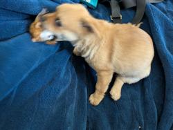 Lost Female Dog last seen Marquette and Texas, Albuquerque, NM 87108