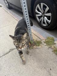 Found/Stray Unknown Cat last seen Near L St, San Diego, CA 92102 , San Diego, CA 92102
