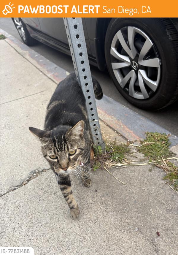 Found/Stray Unknown Cat last seen Near L St, San Diego, CA 92102 , San Diego, CA 92102