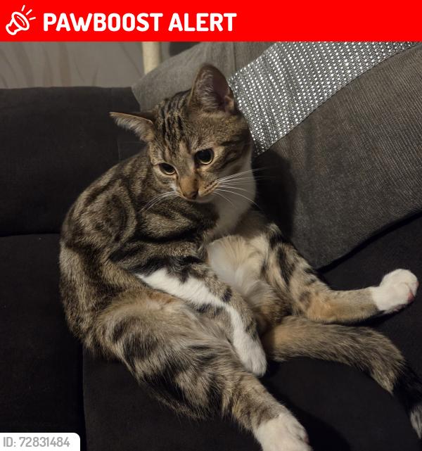 Lost Male Cat last seen Luton and Dunstable hosp., Luton, England LU4 0DB
