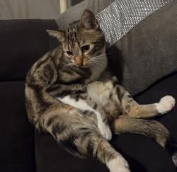 Lost Male Cat last seen Luton and Dunstable hosp., Luton, England LU4 0DB