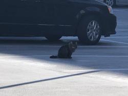 Found/Stray Unknown Cat last seen The Calo - Parking grge, Sandy, UT 84070
