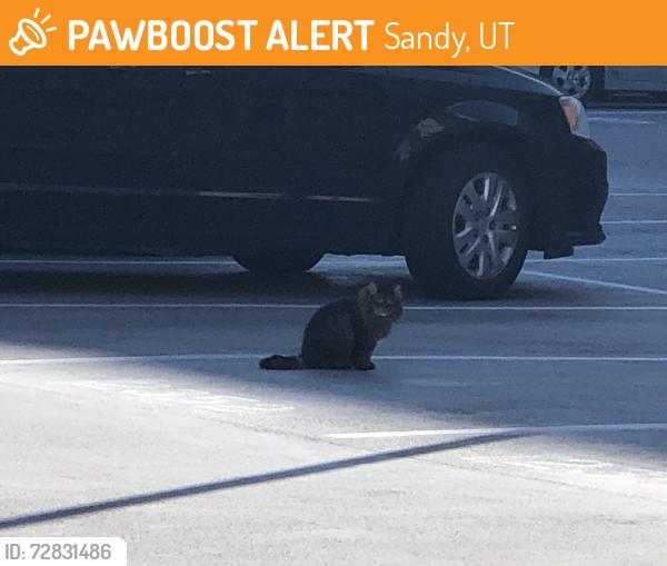 Found/Stray Unknown Cat last seen The Calo - Parking grge, Sandy, UT 84070