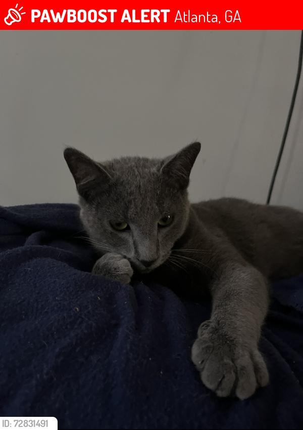Lost Male Cat last seen Dresden Drive and Chamblee Tucker Rd, Atlanta, GA 30341