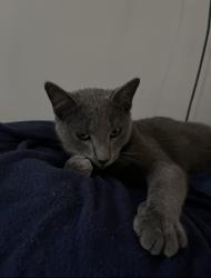 Lost Male Cat last seen Dresden Drive and Chamblee Tucker Rd, Atlanta, GA 30341