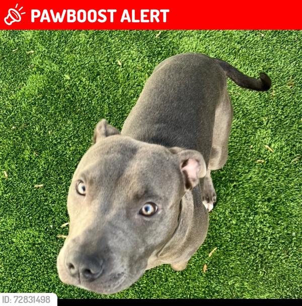 Lost Female Dog last seen Scarberry Lane, South Charleston, WV 25309