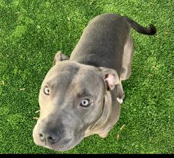 Lost Female Dog last seen Scarberry Lane, South Charleston, WV 25309
