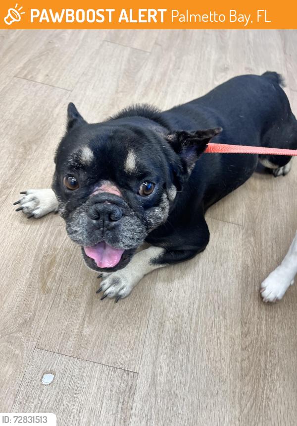 Found/Stray Male Dog last seen SW 84th Ave and 172nd St, Palmetto Bay, FL 33157
